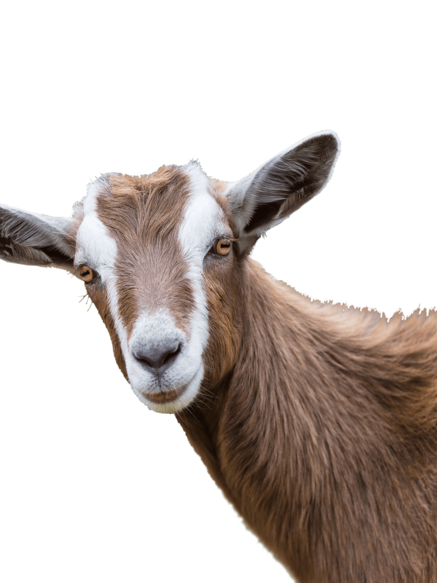 brown-goat-1